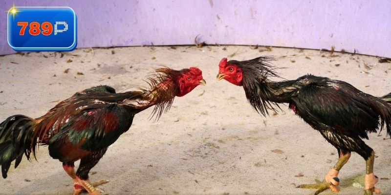 Chi tiết cách theo dõi khi đá gà cpc3