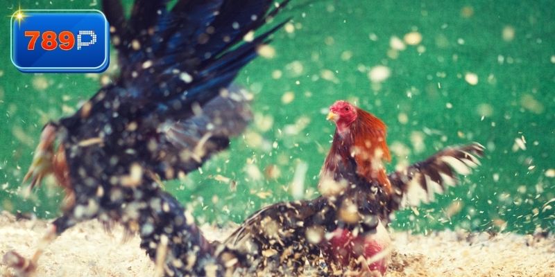 Chi tiết cách xem đá gà tại nhà cái cho bạn