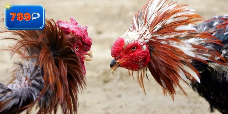 Chiến thuật chơi đá gà cpc3 dễ dàng