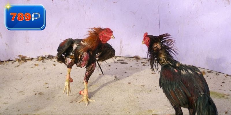 Khám phá về đá gà cpc3 hôm nay