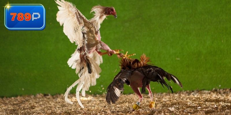 Tác chiến dài hạn khi chơi đá gà